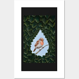 Winter Robin Seen through Opening in English Ivy Posters and Art